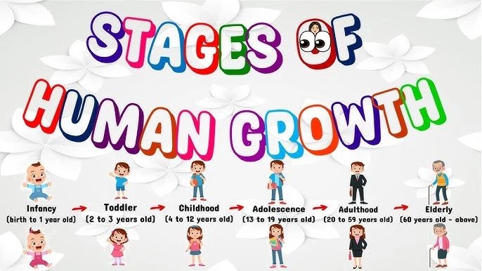 stages of growth and development