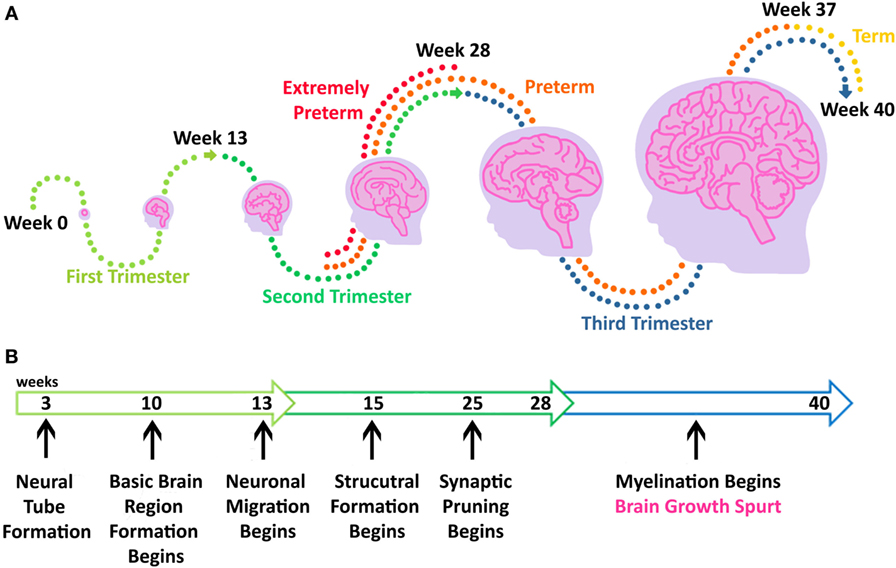 Brain Development center
