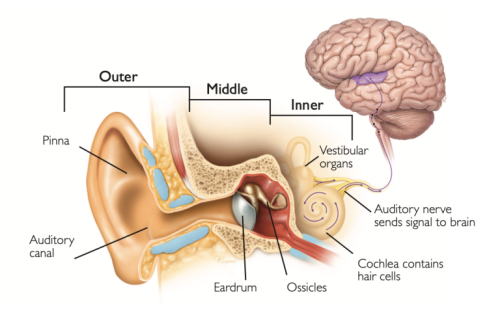 Hearing and Listening